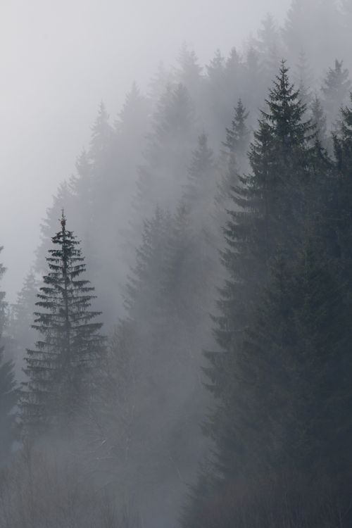 Free A mysterious view of tall pine trees engulfed in fog during winter. Stock Photo