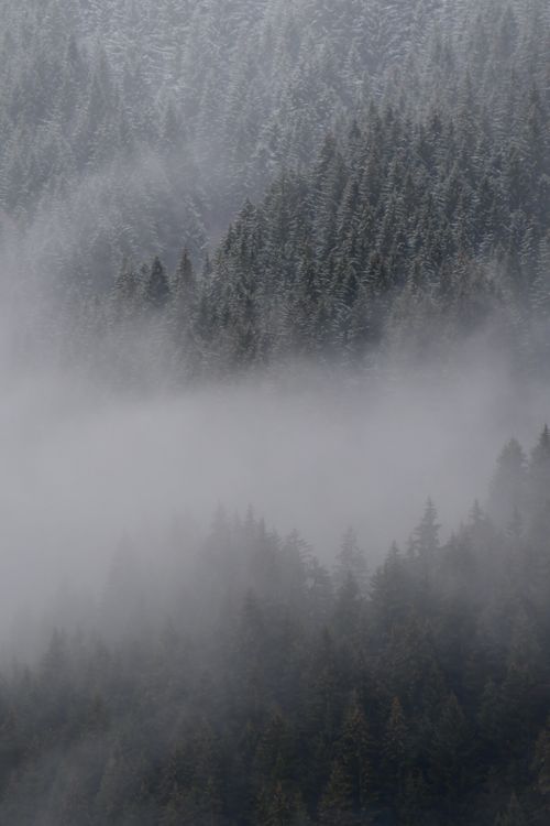 Free A serene winter scene showcasing a foggy forest with a mysterious and calming atmosphere. Stock Photo