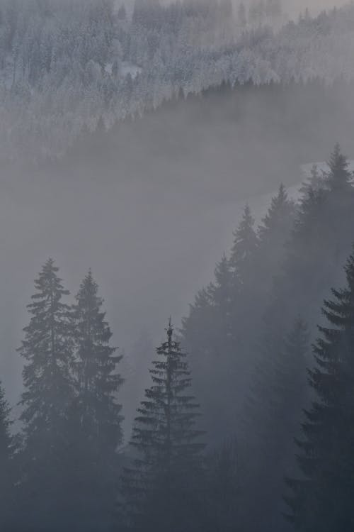 Foto d'estoc gratuïta de arbres, boira, bosc