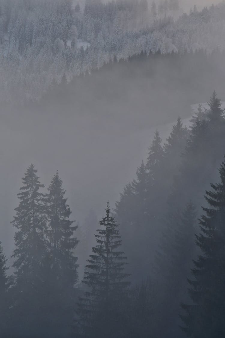 Winter Forest In Fog 