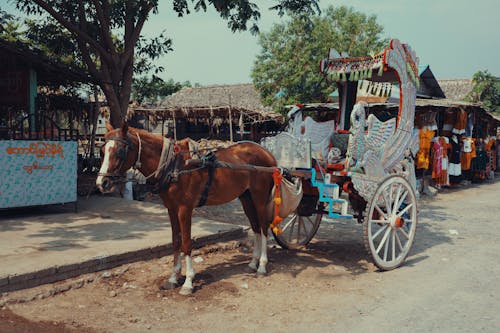 Immagine gratuita di animale da lavoro, carrozza, cavallo