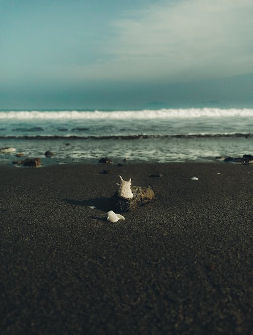 Δωρεάν στοκ φωτογραφιών με άμμος, θάλασσα, καβούκι