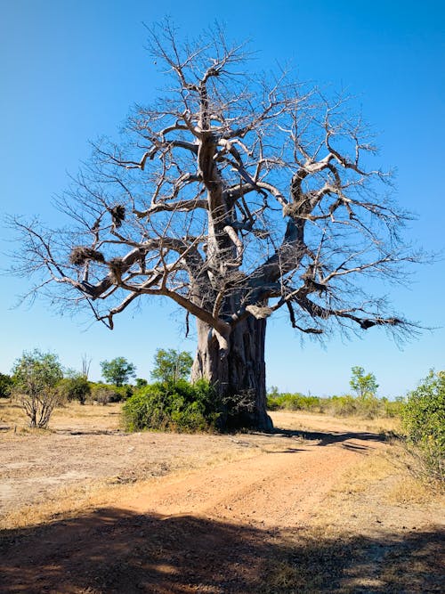 Old Withered Baobab with Nests on the Branches