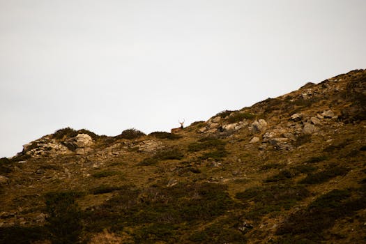 Rabastens-de-Bigorre