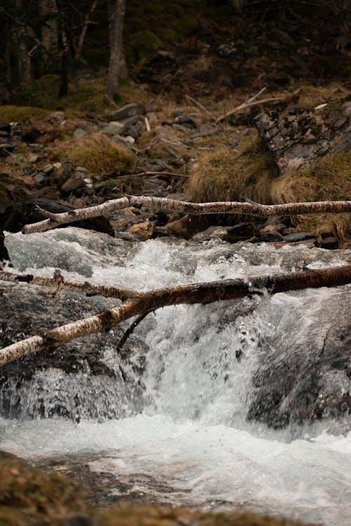 Photos gratuites de branches, cascade, cours d eau