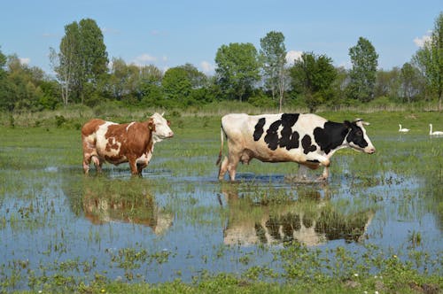 Farm Smart: Fall Flood Protection for Livestock