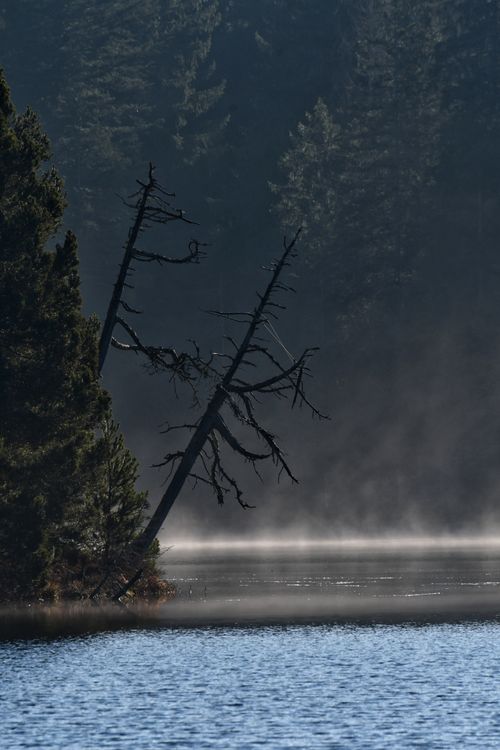 Free Misty morning at the lakeshore with trees and a serene atmosphere in a forest setting. Stock Photo