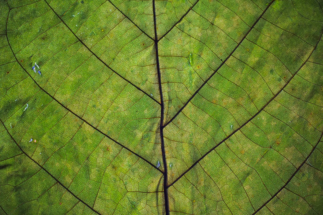 Free stock photo of close-up, growth, leaf