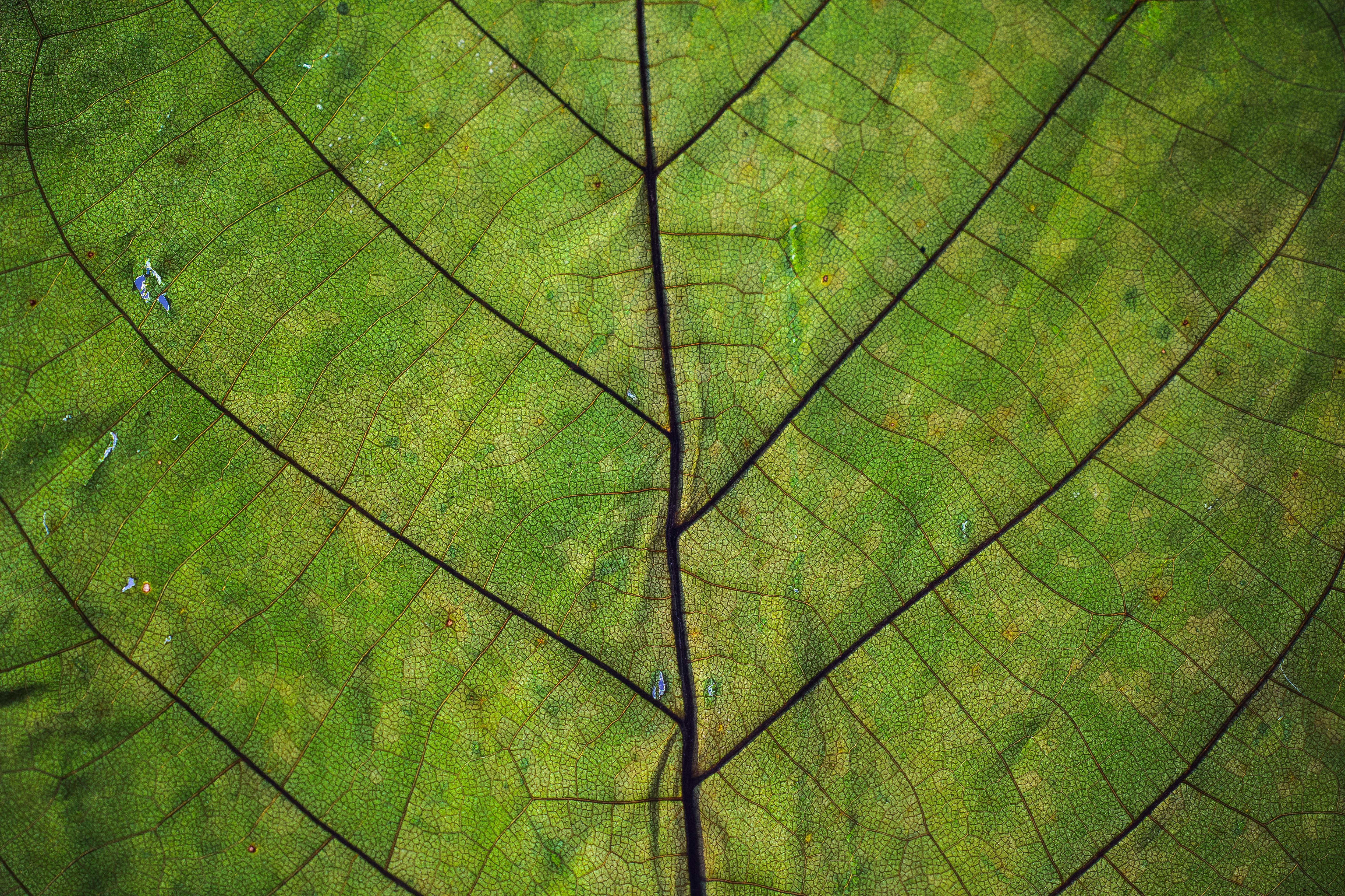 Leaf Texture Photos, Download The BEST Free Leaf Texture Stock Photos & HD  Images