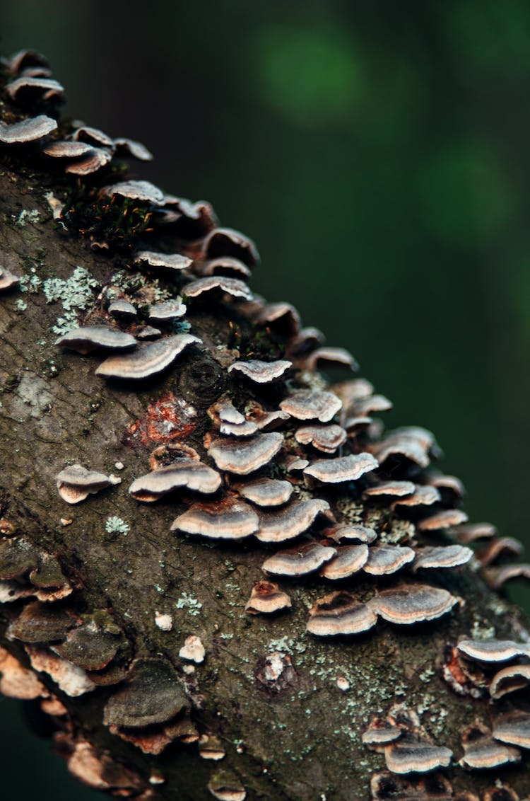 Bracket Fungi On Tree Trunk