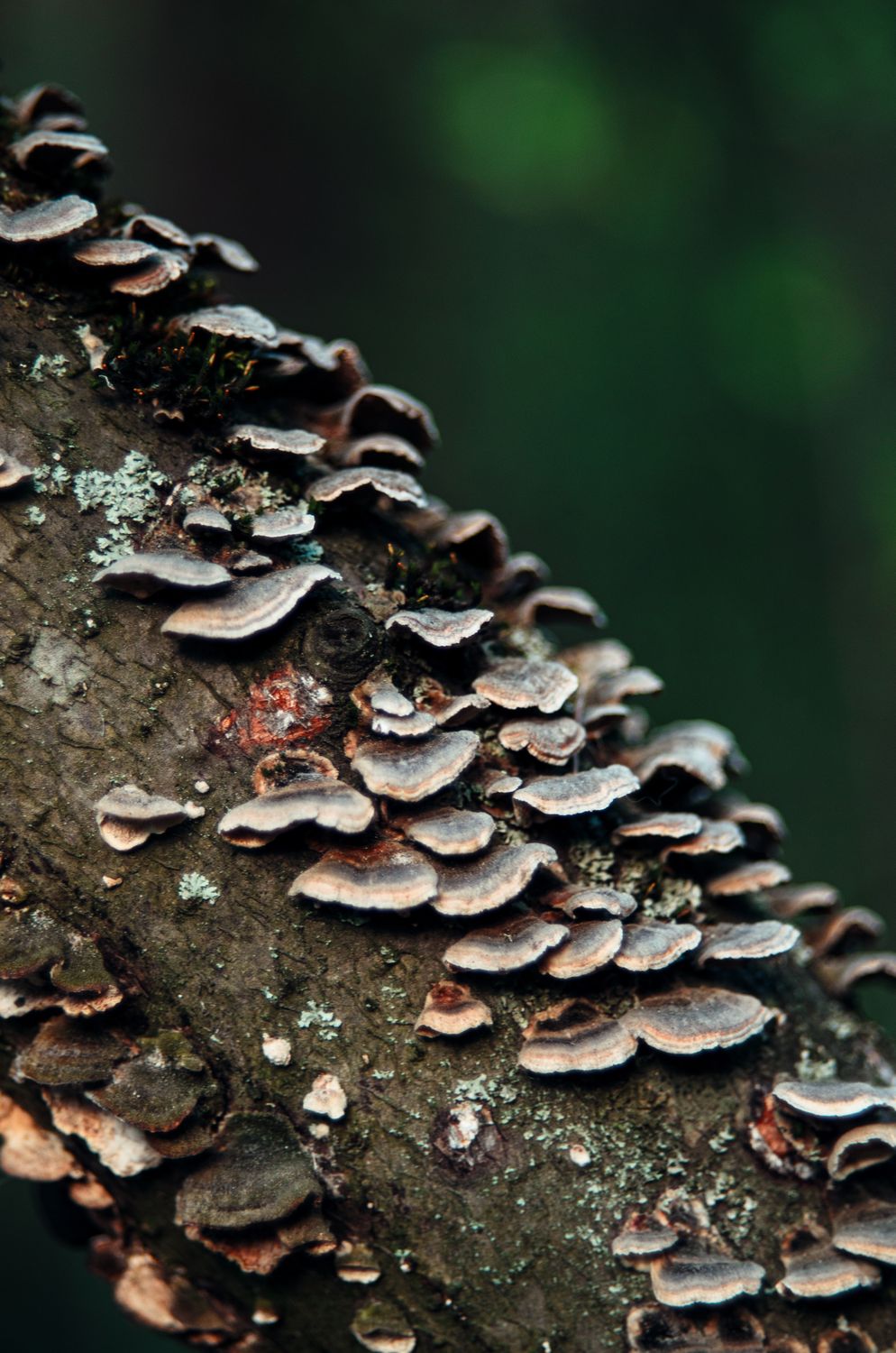 Bracket Fungi on Tree Trunk · Free Stock Photo
