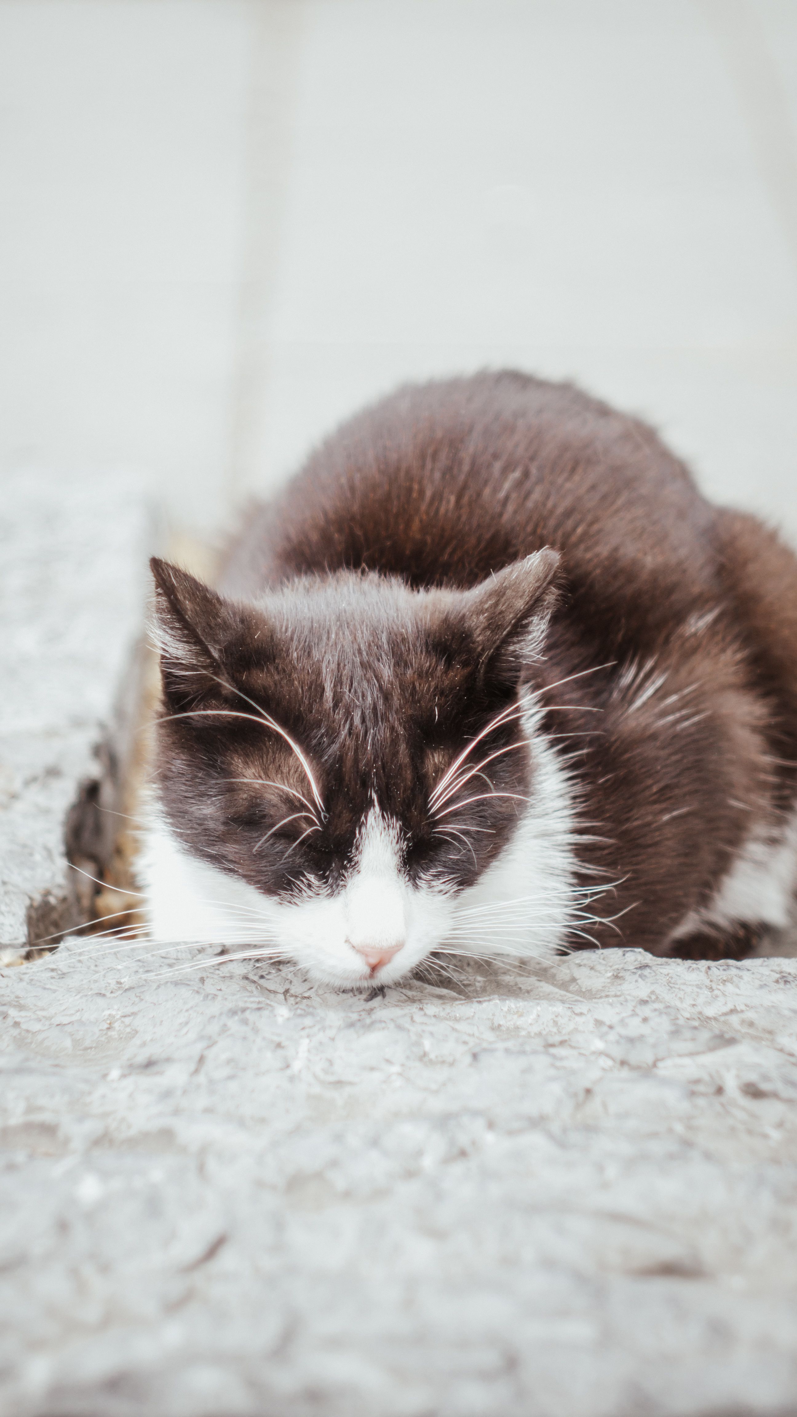 Gratis Gatto Che Dorme E Riposa Foto a disposizione