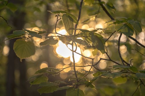 Free Close-up of lush green leaves with sunlit bokeh creating a tranquil forest ambiance. Stock Photo