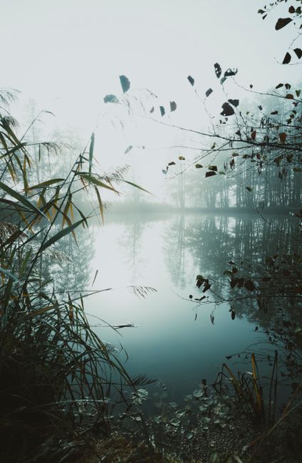 A misty lake scene with reflections and lush flora, captured at sunrise, evokes tranquility and natural beauty.