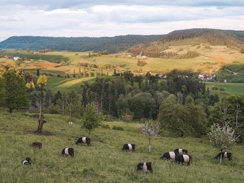 Foto profissional grátis de animais, árvores, cenário