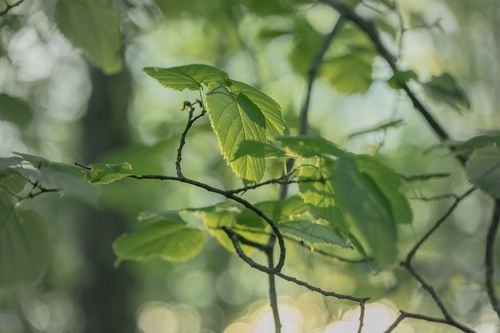 Free Close-up of green leaves on branches in a sunlit forest, capturing the essence of nature's beauty. Stock Photo