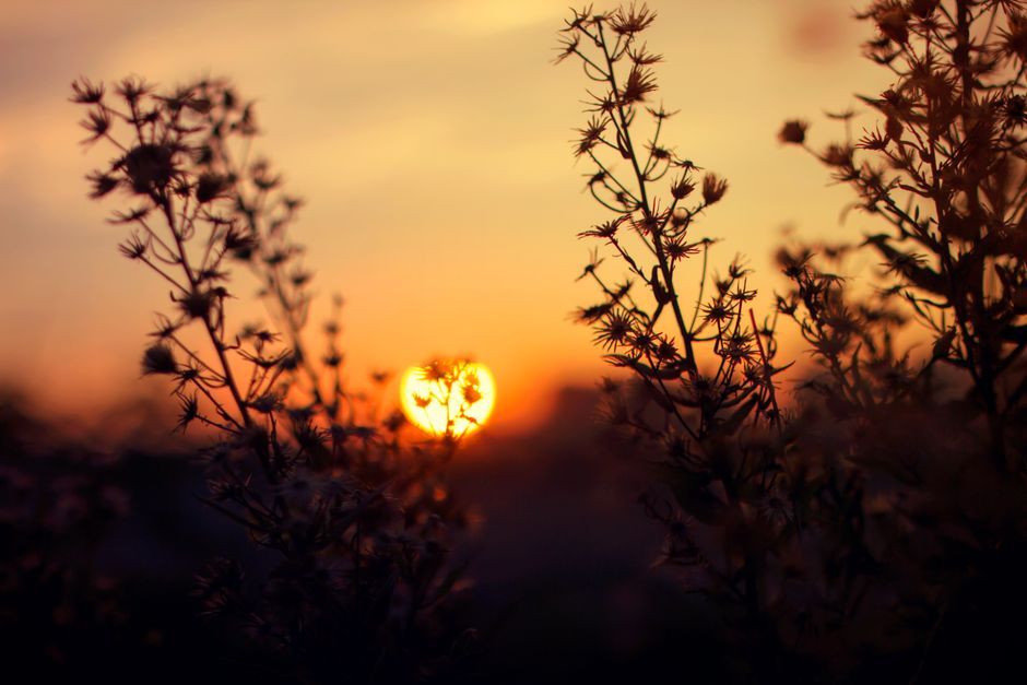 Silhouetted plants against a vibrant sunset backdrop, showcasing nature's beauty.