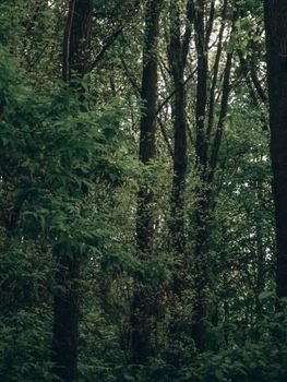 Serene view of a verdant forest in Ukraine, showcasing thick foliage and tall trees.