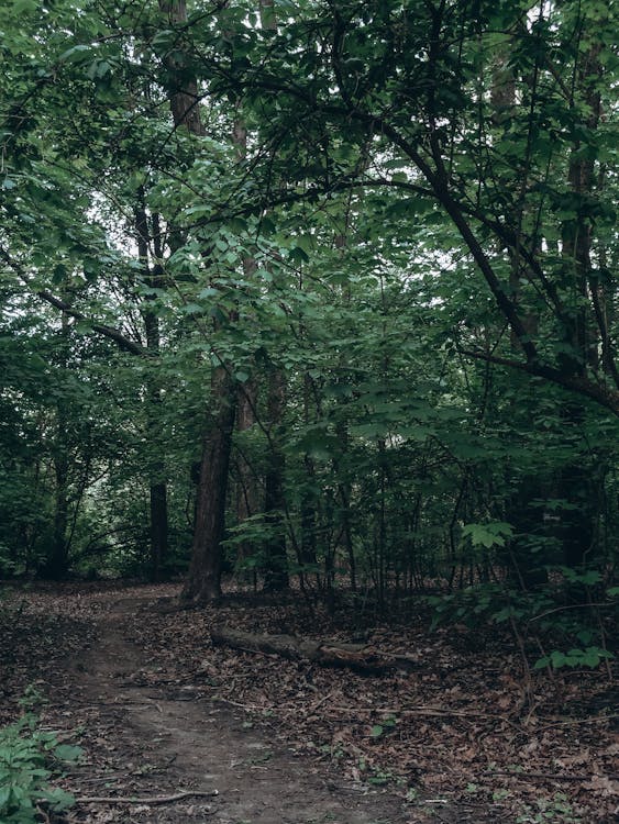 dark green forest background