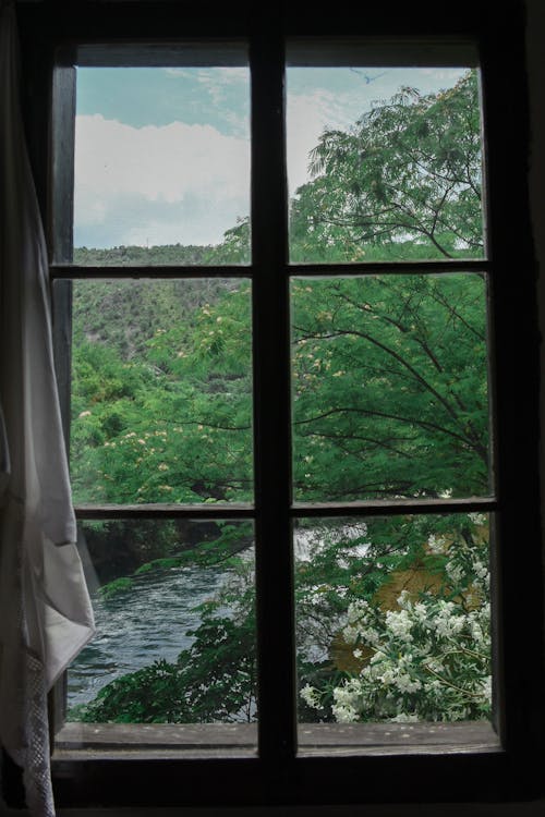 Imagine de stoc gratuită din arbori, curent, fereastră