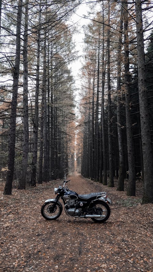 A Motorcycle Parked on a Dirt Road in a Forest