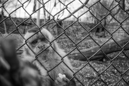 grátis Macaco Atrás Da Cerca De Malha De Arame Foto profissional