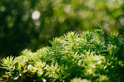 Foto stok gratis Daun-daun, hijau, kertas dinding