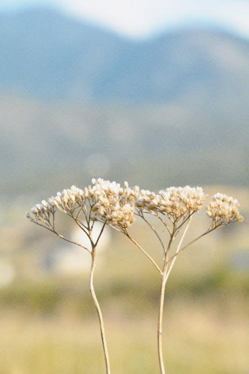 Darmowe zdjęcie z galerii z cienki, kwiaty, łąka