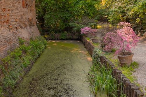 Imagine de stoc gratuită din apă caldă, floare, natură