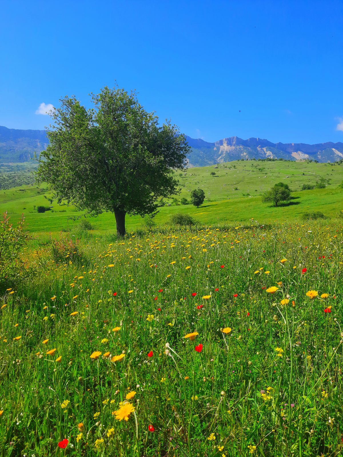 Wildflower meadow with a lone tree under a clear sky — photo by Yakup Tuğ on Pexels