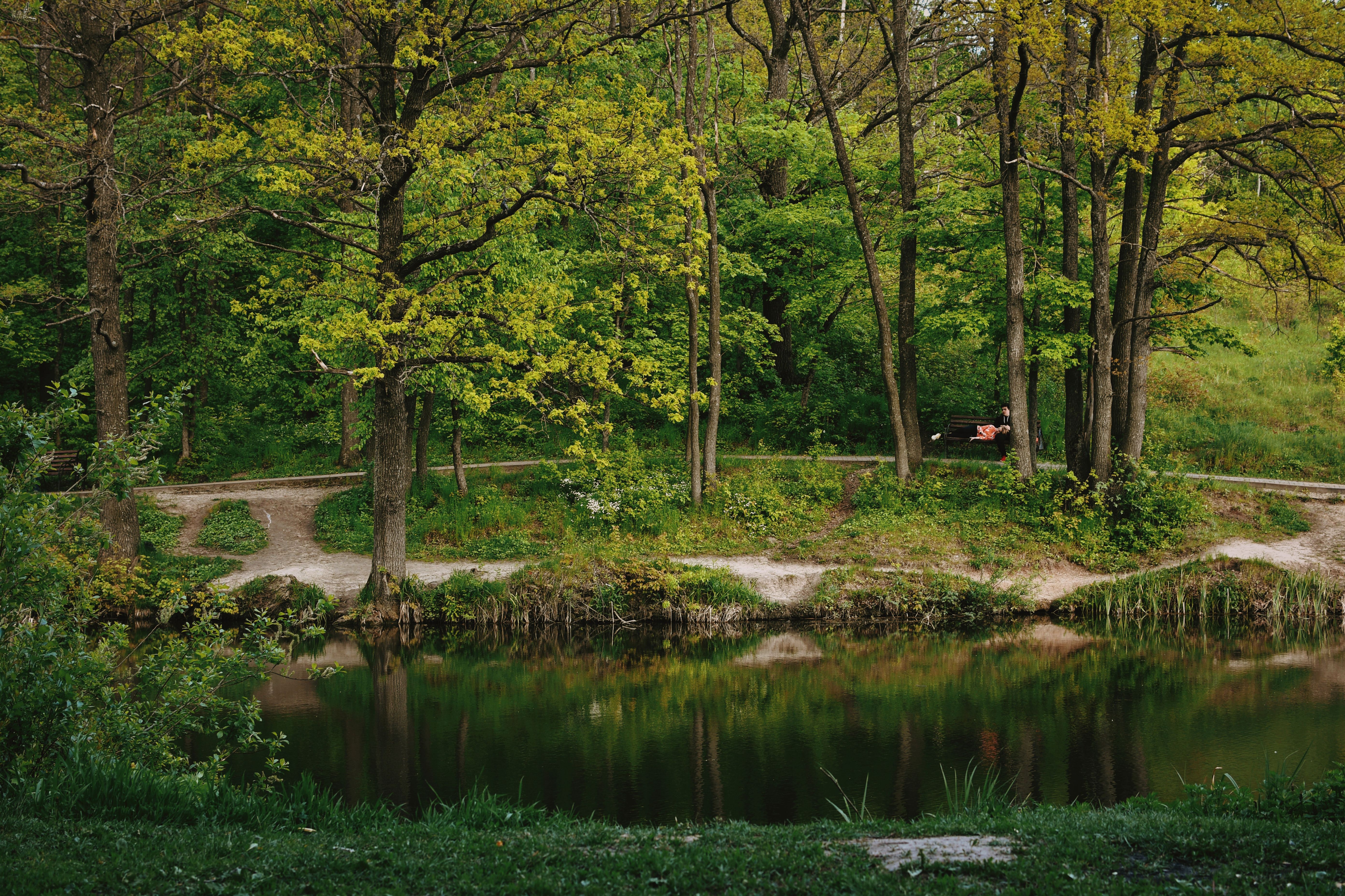 Calm riverbank scene with lush trees, pathways, and a relaxing ambiance.