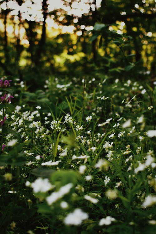 Foto stok gratis alam, bidang, bunga-bunga