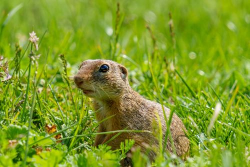 Free Close-up of a European ground squirrel sitting in a vibrant green meadow, showcasing its natural habitat. Stock Photo
