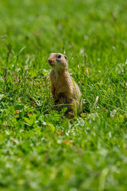 Безкоштовне стокове фото на тему «@outdoor, citellus, spermophilus citellus»