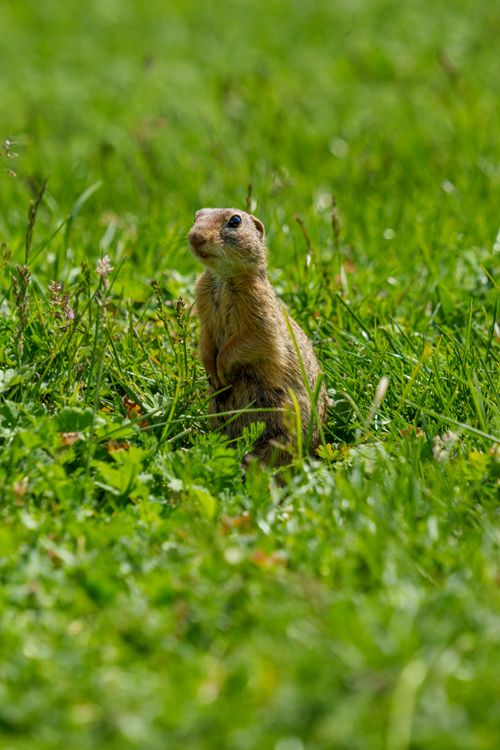 Free Adorable European ground squirrel standing alert in a verdant meadow. Stock Photo