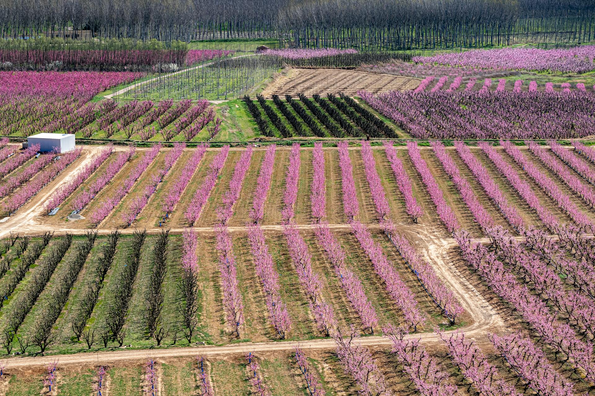 A scenic aerial view of vibrant pink peach orchards in spring, captured in Aitona, Spain.