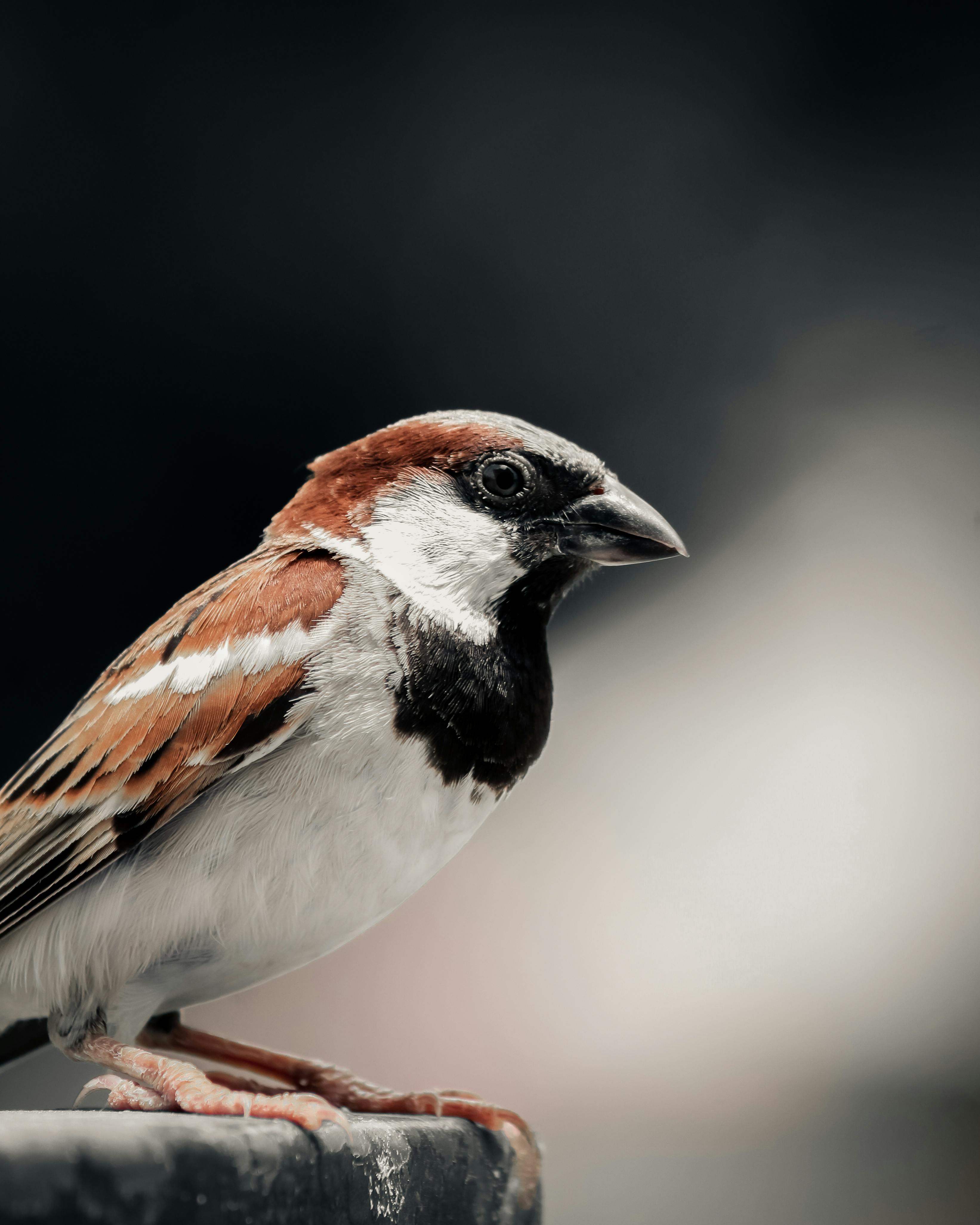 Sparrow HD Desktop Wallpaper 29937 - Baltana