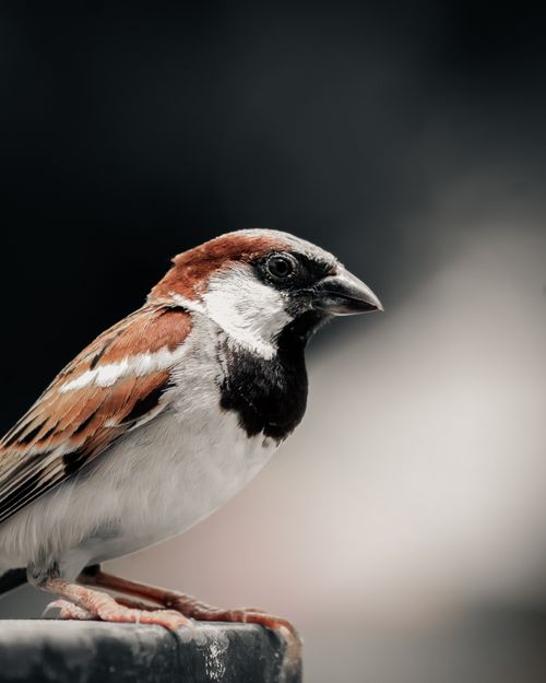 Free Detailed close-up photo of a Sind Sparrow perched outdoors, showcasing its features. Stock Photo