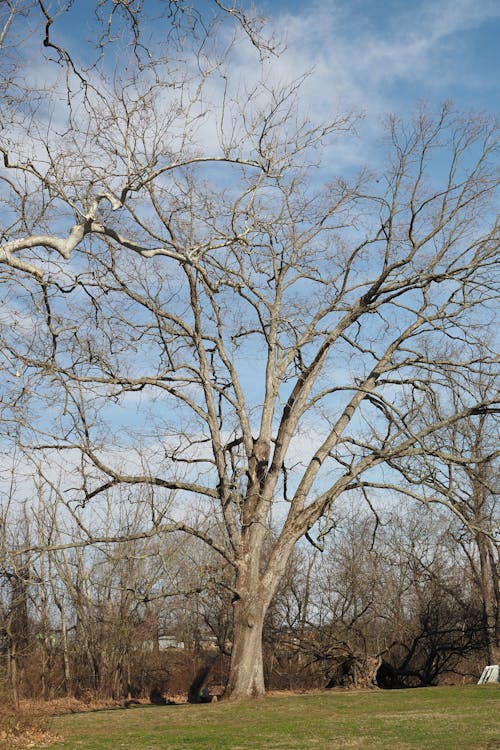 Le Grand Arbre Avec Un Ciel Bleu Derrière Lui.