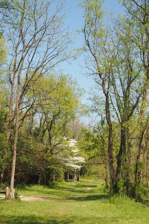 Path Between Summer Tree A Path between Trees in Summer · Free Stock Photo