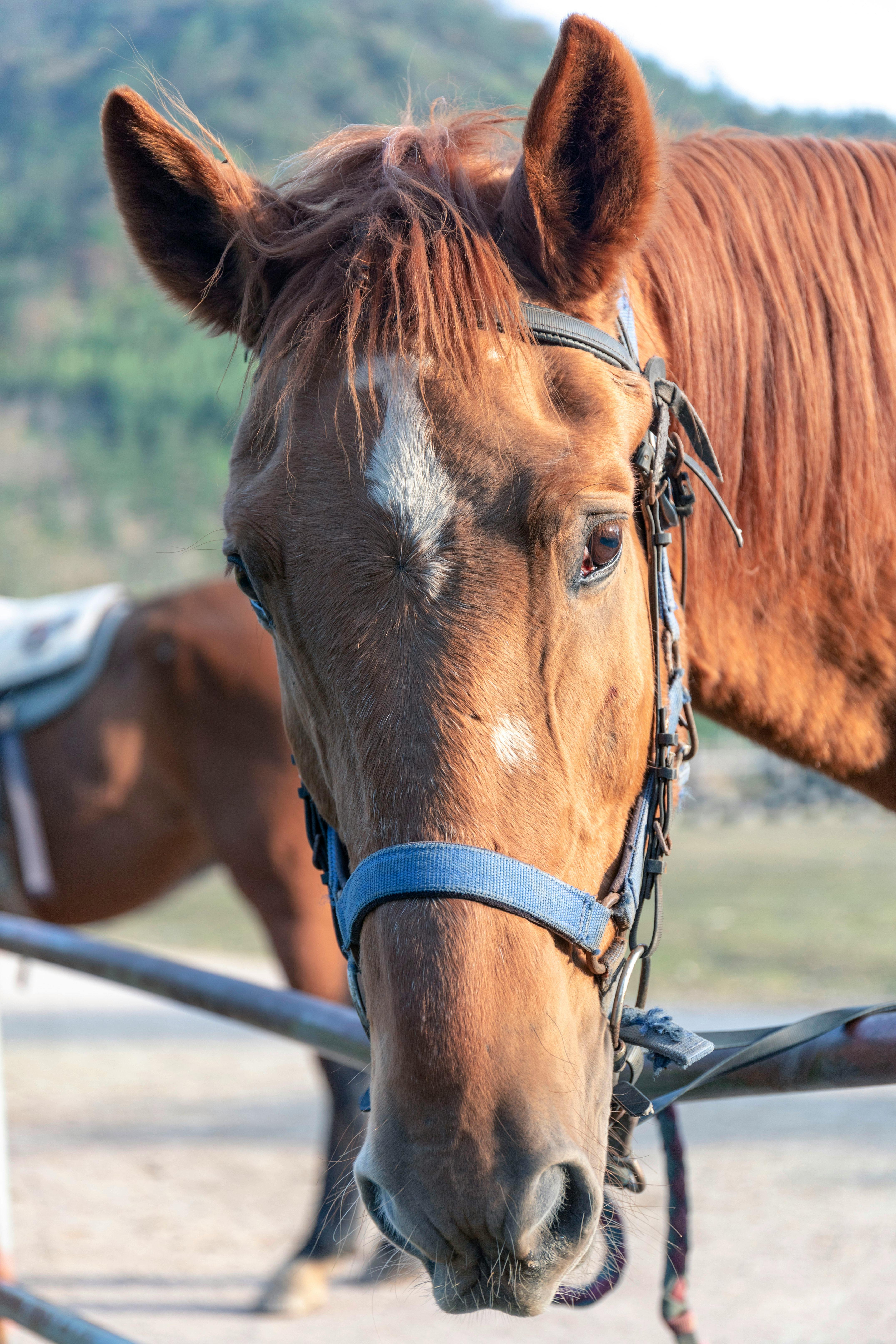Free stock photo of animal, eye, horse
