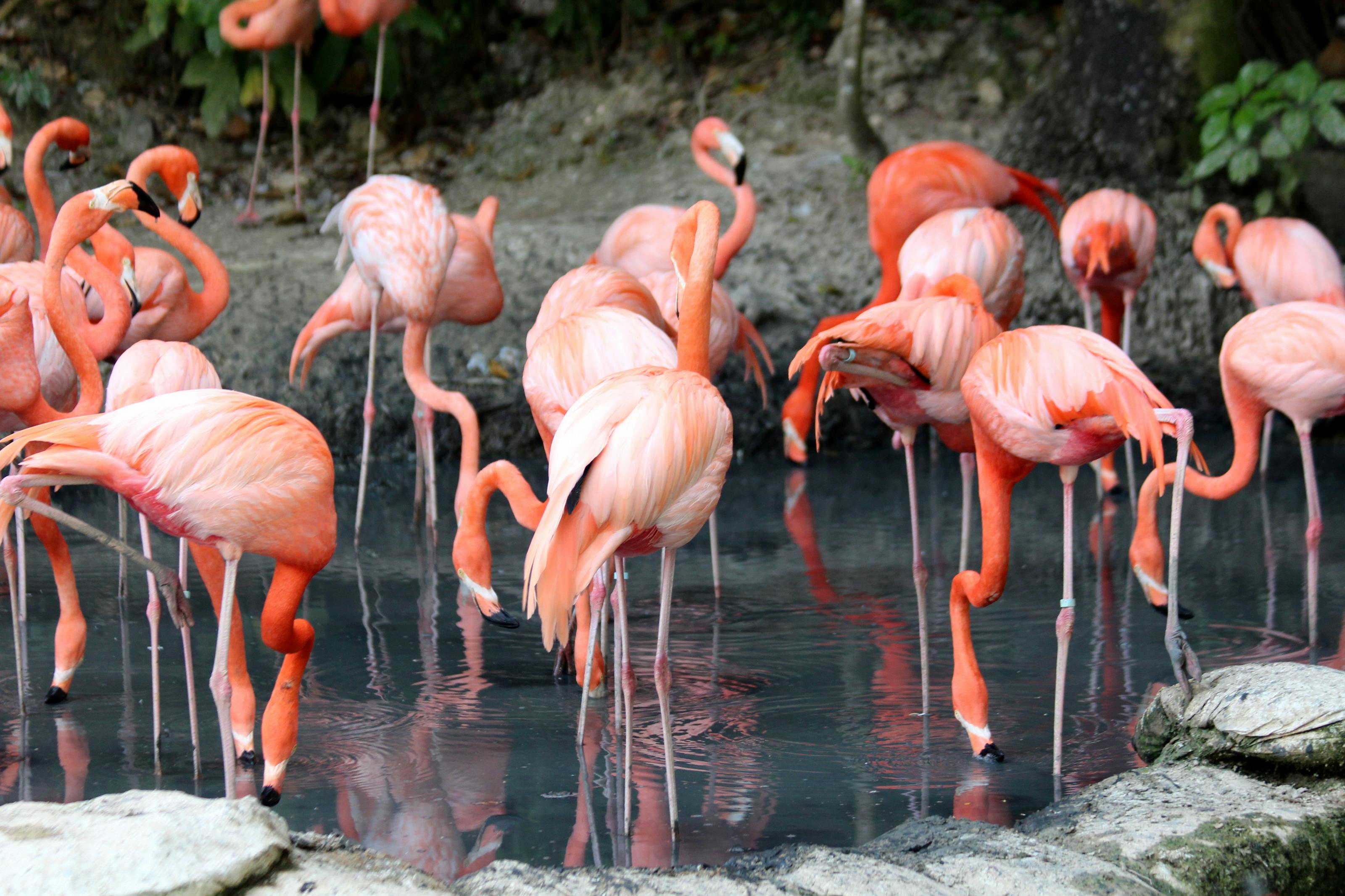 flock flamingo clipart
