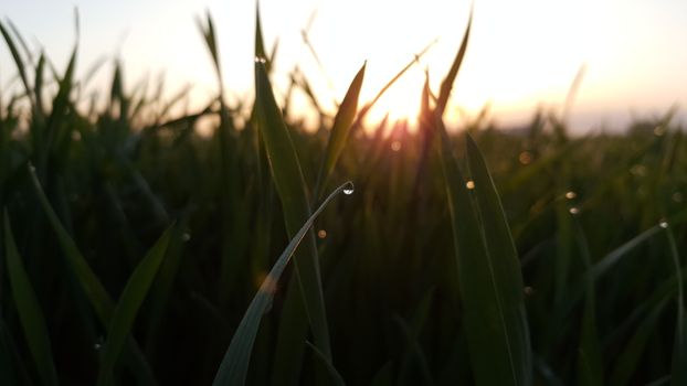 日出时分，草地叶片上露珠的特写镜头，宁静而清新