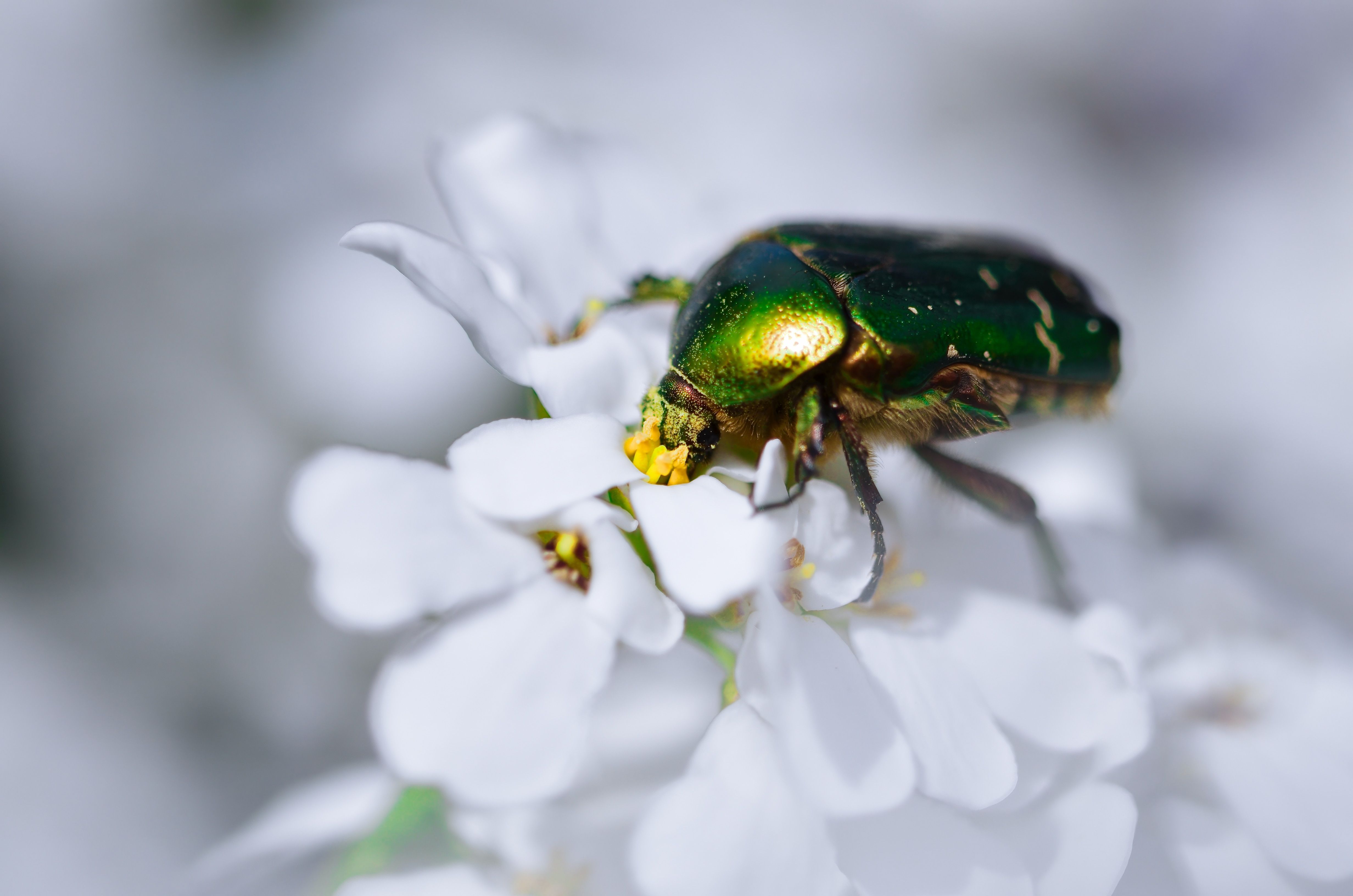 Flower Wallpaper Animation Photos, Download The BEST Free Flower