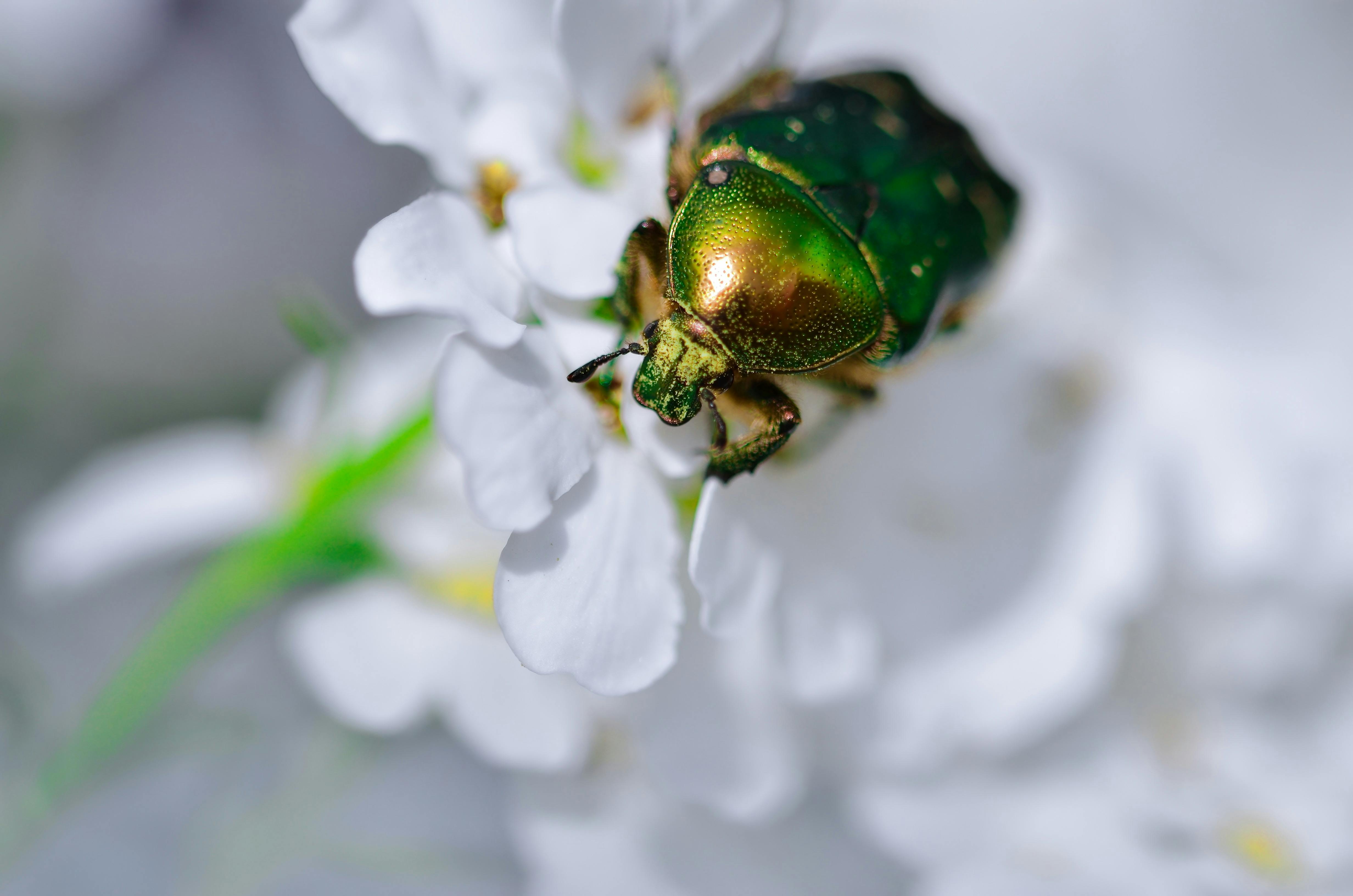 close up of a copper chafer on a white flower