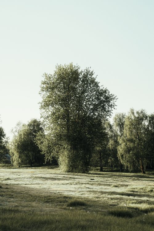 Free Tranquil landscape of a field with lush trees in Liepāja, Latvia. Stock Photo