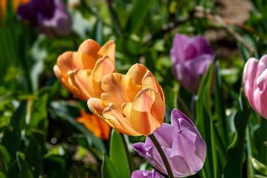 Vibrant tulips in orange, purple, and pink hues blooming in a sunlit meadow, capturing the essence of spring.