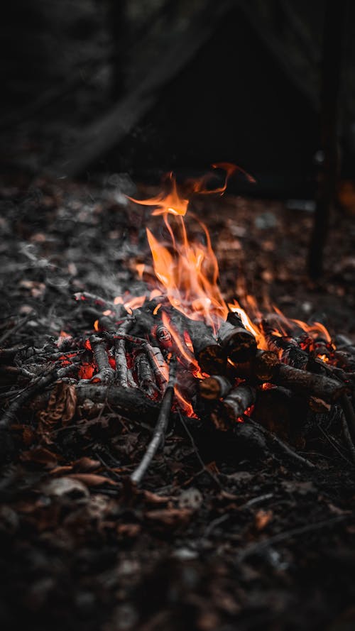 Close-up of a Small Bonfire in a Forest