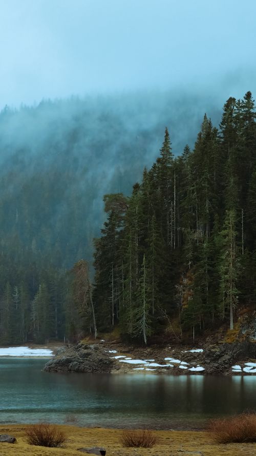 Free Tranquil scene of a mist-covered forest by a calm lake, perfect for nature-themed projects. Stock Photo