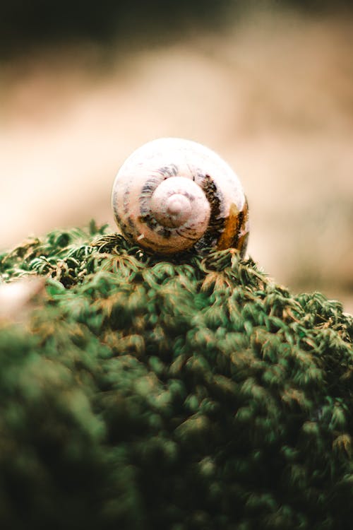 Fotos de stock gratuitas de caparazón de caracol, caracol, cáscara